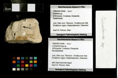 Foto (Objekt + Etiketten) von Culmenformosa sp. 